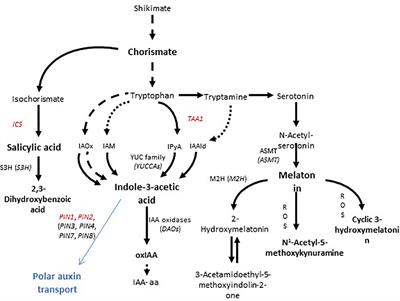 An Enzymatically Hydrolyzed Animal Protein-Based Biostimulant (Pepton) Increases Salicylic Acid and Promotes Growth of Tomato Roots Under Temperature and Nutrient Stress